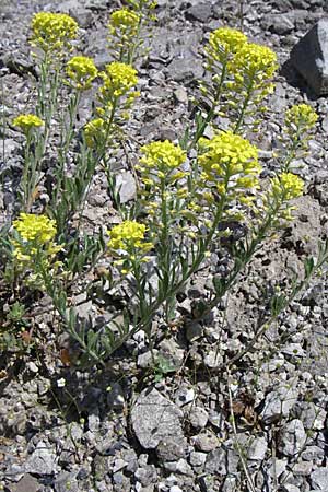 Alyssum montanum \ Berg-Steinkraut / Mountain Alison, Mountain Madwort, GR Aoos - Schlucht / Gorge 16.5.2008