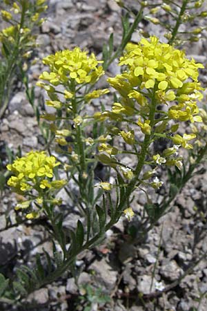 Alyssum montanum / Mountain Alison, Mountain Madwort, GR Aoos - Gorge 16.5.2008