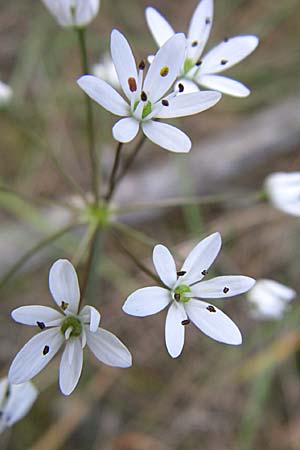 Allium subhirsutum / Hairy Garlic, GR Parnitha 22.5.2008