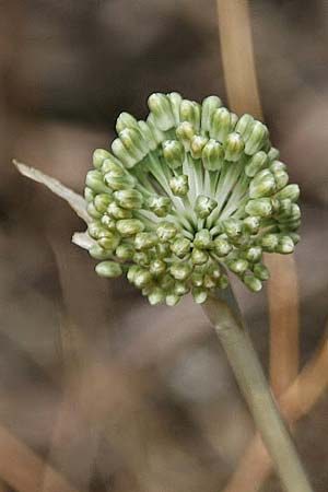 Allium chamaespathum \ Lauch / Garlic, GR Akrokorinth 8.9.2014 (Photo: Gisela Nikolopoulou)