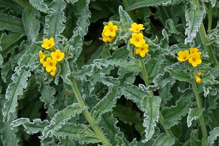 Alkanna orientalis \ Orientalische Schminkwurz, Mundholz / Yellow Alkanet, Oriental Alkanet, GR Akrokorinth 30.1.2014 (Photo: Gisela Nikolopoulou)