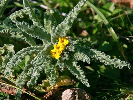 Alkanna orientalis \ Orientalische Schminkwurz, Mundholz / Yellow Alkanet, Oriental Alkanet, GR Akrokorinth 18.1.2011 (Photo: Gisela Nikolopoulou)