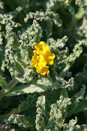 Alkanna orientalis \ Orientalische Schminkwurz, Mundholz / Yellow Alkanet, Oriental Alkanet, GR Akrokorinth 14.12.2013 (Photo: Gisela Nikolopoulou)