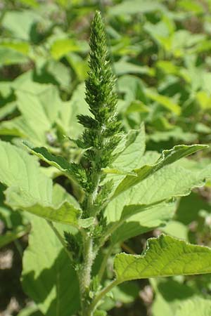 Amaranthus patulus \ Ausgebreiteter Fuchsschwanz / Smooth Pigweed, GR Euboea (Evia), Kanatadika 25.8.2017