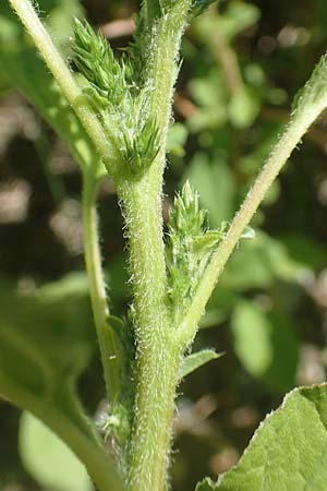 Amaranthus patulus / Smooth Pigweed, GR Euboea (Evia), Kanatadika 25.8.2017