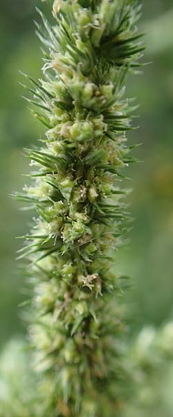 Amaranthus hybridus \ Grnhriger Amaranth, Bastard-Fuchsschwanz / Green Amaranth, Slender Pigweed, GR Euboea (Evia), Loutra Edipsos 29.8.2017