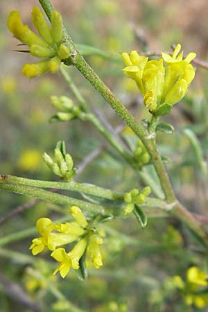 Anthyllis hermanniae \ Dorniger Wundklee / Shrubby Kidney Vetch, GR Igoumenitsa 13.5.2008