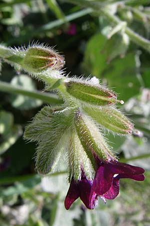 Anchusa hybrida \ Gewellte Ochsenzunge, Hybrid-Ochsenzunge, GR Konitsa 16.5.2008