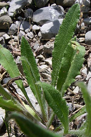 Cynoglottis barrelieri subsp. serpentinicola / Serpentine Alkanet, GR Aoos - Gorge 16.5.2008