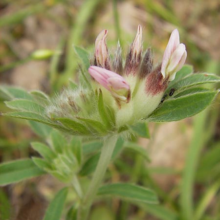 Anthyllis vulneraria subsp. pulchella \ Zierlicher Wundklee / Delicate Kidney Vetch, GR Peloponnes, Gythio 30.3.2013