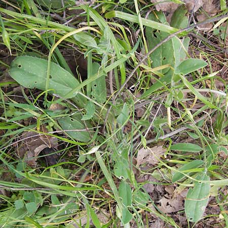 Anthyllis vulneraria subsp. pulchella \ Zierlicher Wundklee / Delicate Kidney Vetch, GR Peloponnes, Gythio 30.3.2013