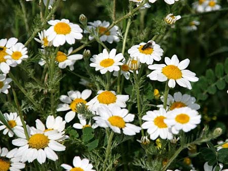 Anacyclus clavatus \ Keulen-Bertram / White Buttons, GR Korinth/Corinth 24.4.2014 (Photo: Gisela Nikolopoulou)