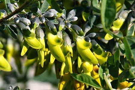 Anagyris foetida / Mediterranean Stinkbush, Stinking Bean Trefoil, GR Corinth 18.2.2012 (Photo: Gisela Nikolopoulou)