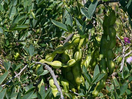 Anagyris foetida \ Stinkstrauch / Mediterranean Stinkbush, Stinking Bean Trefoil, GR Korinth/Corinth 15.5.2014 (Photo: Gisela Nikolopoulou)