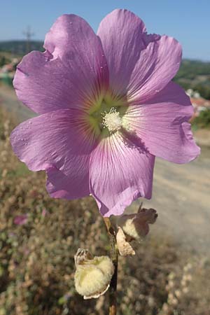 Alcea pallida \ Bleiche Stockrose, Balkan-Stockrose, GR Euboea (Evia), Kerasia 27.8.2017