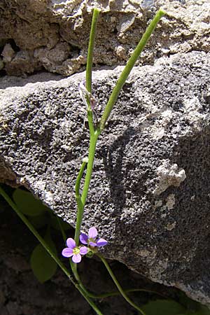 Arabis verna \ Frhlings-Gnsekresse / Spring Rock-Cress, GR Aoos - Schlucht / Gorge 16.5.2008