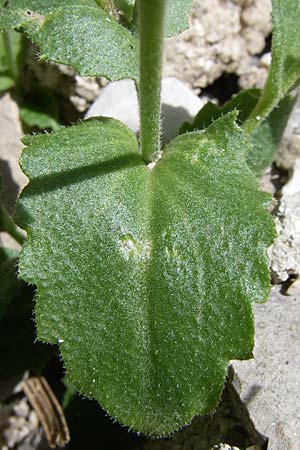 Arabis verna \ Frhlings-Gnsekresse / Spring Rock-Cress, GR Zagoria, Kipi 18.5.2008