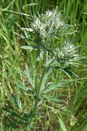 Artemisia vulgaris \ Gewhnlicher Beifu, GR Zagoria, Kipi 18.5.2008