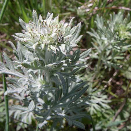 Artemisia vulgaris \ Gewhnlicher Beifu, GR Zagoria, Kipi 18.5.2008