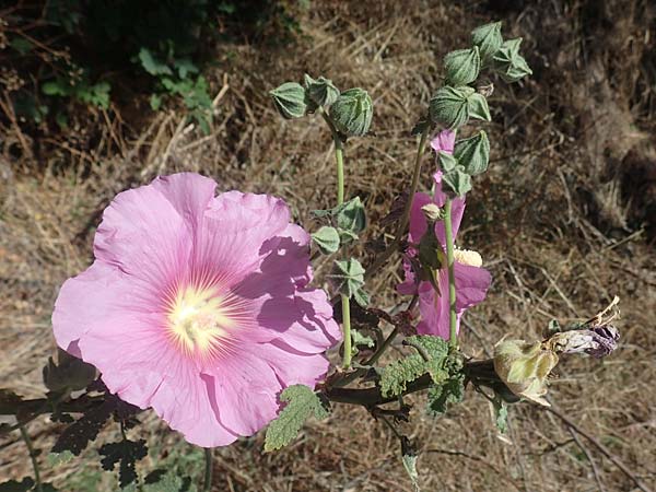 Alcea rosea \ Stockrose / Common Hollyhock, GR Euboea (Evia), Agia Anna 27.8.2017