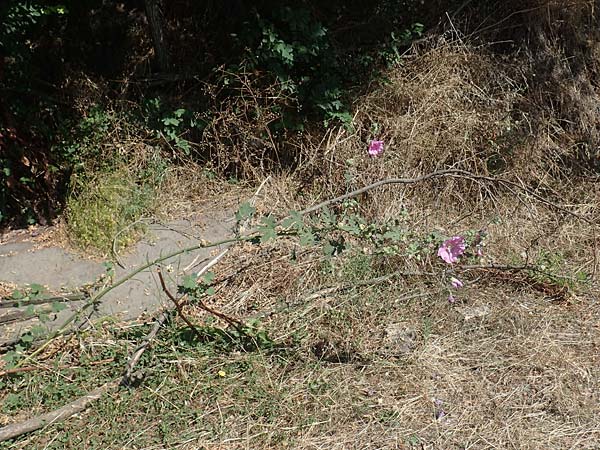 Alcea rosea \ Stockrose, GR Euboea (Evia), Agia Anna 27.8.2017