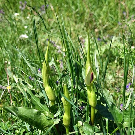 Arum cylindraceum / Alpine Arum, Danish Arum, GR Peloponnese, Mount Kyllini 4.6.2012 (Photo: Gisela Nikolopoulou)