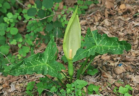 Arum italicum / Italian Lords and Ladies, GR Peloponnese, Mount Kyllini 12.5.2014 (Photo: Gisela Nikolopoulou)