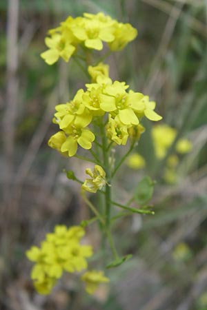 Aurinia saxatilis subsp. orientalis \ stliches Felsen-Steinkraut / Basket of Gold, Goldentuft Alyssum, GR Igoumenitsa 13.5.2008