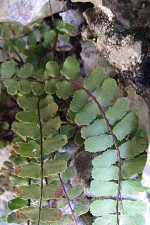 Asplenium trichomanes s.l. \ Braunstieliger Streifenfarn, GR Zagoria, Vikos - Schlucht 15.5.2008