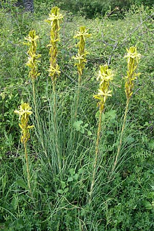 Asphodeline lutea \ Junkerlilie, Gelber Affodill / Yellow Asphodel, GR Zagoria, Monodendri 15.5.2008