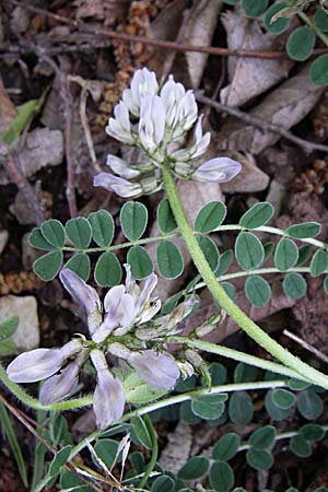 Astragalus depressus \ Niedriger Tragant / Sprawling Milk-Vetch, GR Zagoria, Mikro Papingko 17.5.2008