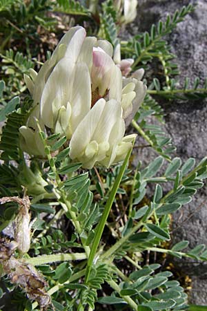 Astragalus depressus \ Niedriger Tragant / Sprawling Milk-Vetch, GR Zagoria, Mikro Papingko 17.5.2008