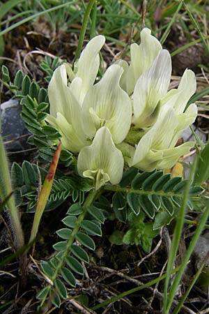 Astragalus depressus \ Niedriger Tragant / Sprawling Milk-Vetch, GR Timfi 17.5.2008