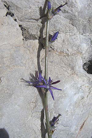 Asyneuma limonifolium \ Strandfliederblttrige Rapunzel / Sealavender-Leaved Asyneuma, GR Parnitha 22.5.2008