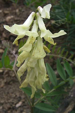 Astragalus lusitanicus subsp. orientalis \ Orientalischer Strauch-Tragant / Milk-Vetch, GR Parnitha 22.5.2008