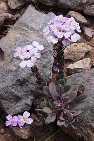 Aethionema saxatile \ Steintschel, GR Peloponnes, Kremasti 31.3.2013