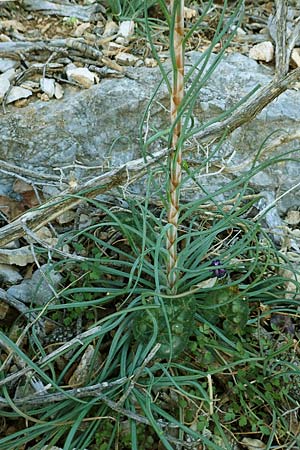 Asphodeline lutea \ Junkerlilie, Gelber Affodill, GR Parnitha 22.3.2019