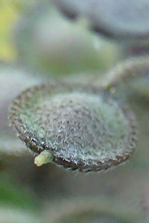 Alyssum simplex \ Gewhnliches Steinkraut, Einfache Steinkresse / Common Alison, GR Parnitha 22.3.2019