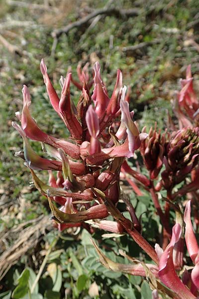 Astragalus spruneri \ Spruners Tragant / Spruner's Milk-Vetch, GR Hymettos 23.3.2019