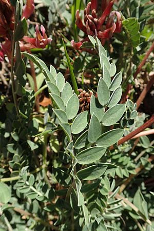 Astragalus spruneri \ Spruners Tragant / Spruner's Milk-Vetch, GR Hymettos 23.3.2019