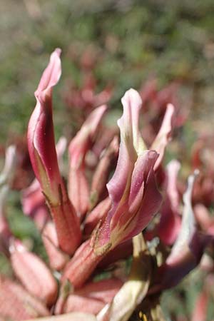 Astragalus spruneri \ Spruners Tragant / Spruner's Milk-Vetch, GR Hymettos 23.3.2019