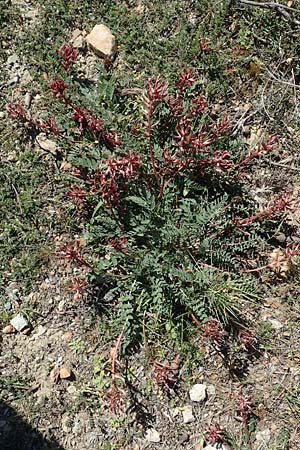 Astragalus spruneri \ Spruners Tragant / Spruner's Milk-Vetch, GR Hymettos 23.3.2019