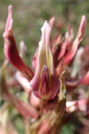 Astragalus spruneri \ Spruners Tragant / Spruner's Milk-Vetch, GR Hymettos 23.3.2019