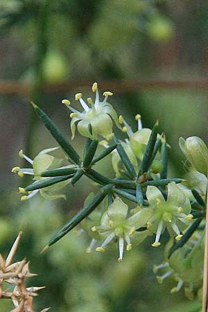 Asparagus aphyllus \ Blattloser Spargel / Mediterranean Asparagus, Prickly Asparagus, GR Akrokorinth 16.9.2014 (Photo: Gisela Nikolopoulou)