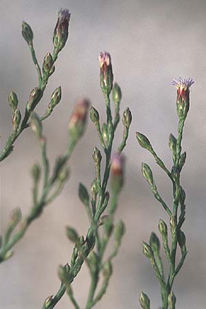 Symphyotrichum subulatum \ Schuppige Aster, Einjhrige Salz-Aster / Annual Saltmarsh Aster, Baby's Breath Aster, GR Amvrakikos Kolpos ( Golf/gulf ) 5.9.2007