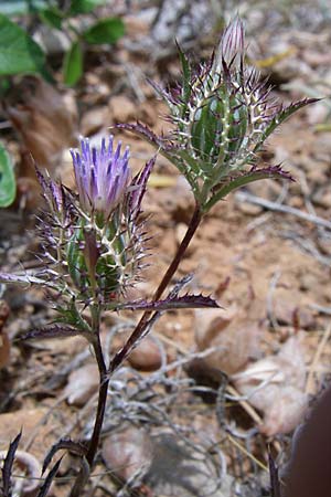 Atractylis cancellata \ Gitter-Spindelkraut / Distaff Thistle, Small Cnicus, GR Porto Rafti 21.5.2008