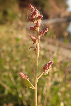 Atriplex prostrata \ Spie-Melde, Spieblttrige Melde, GR Euboea (Evia), Neos Pirgos 25.8.2017