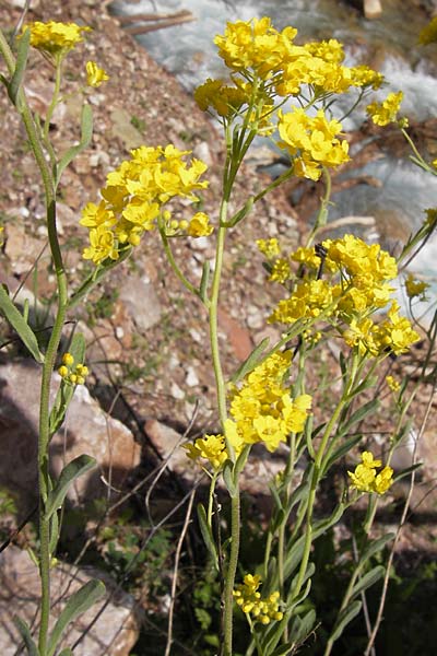 Aurinia saxatilis subsp. saxatilis \ Felsen-Steinkraut / Basket of Gold, Goldentuft Alyssum, GR Peloponnes, Figalia 29.3.2013