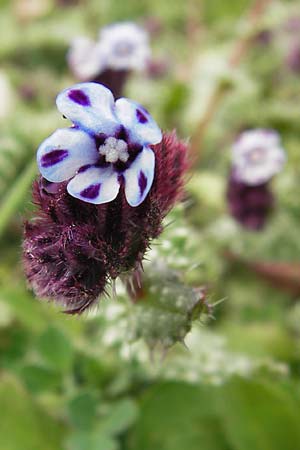 Anchusella variegata \ Bunte Ochsenzunge / Variegated Anchusa, GR Peloponnes, Apollon Tempel von Bassae / Peloponnese, Apollon Temple of Bassae 29.3.2013