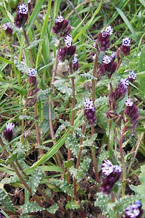 Anchusella variegata \ Bunte Ochsenzunge / Variegated Anchusa, GR Peloponnes, Figalia 29.3.2013